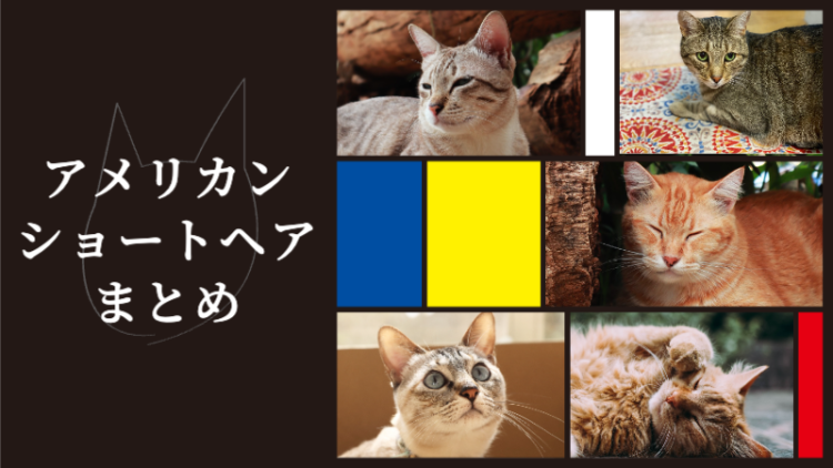 アメリカンショートヘアかっこいい！